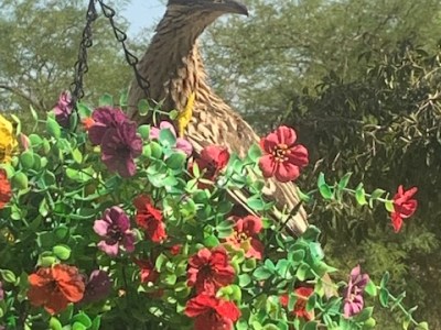 Even Roadrunners Need a&nbsp;Rest