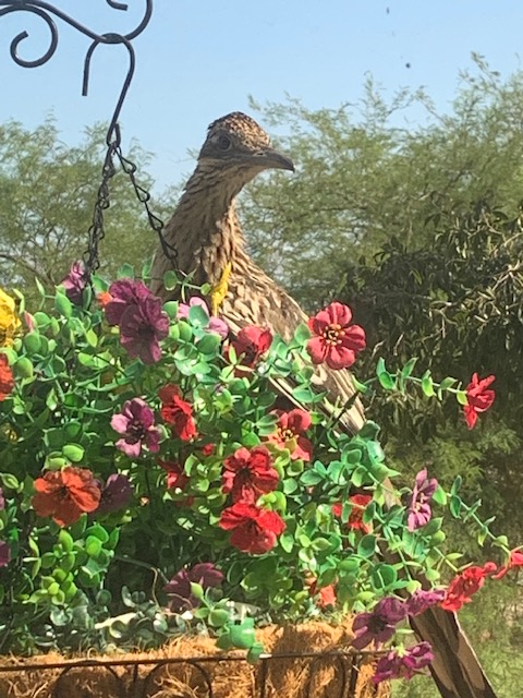 Even Roadrunners Need a&nbsp;Rest