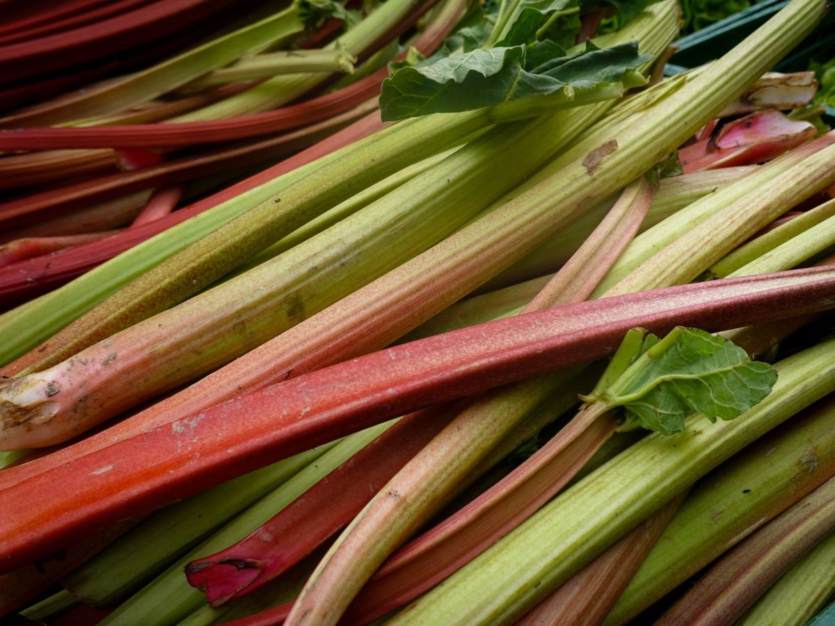 Rhubarb and the Road to&nbsp;Hell